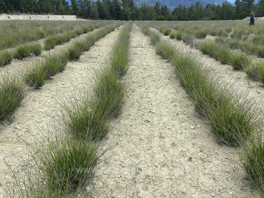 24.164 M² Freistehender Lavendelgarten Zum Verkauf In Çameli Gökçeyaka
