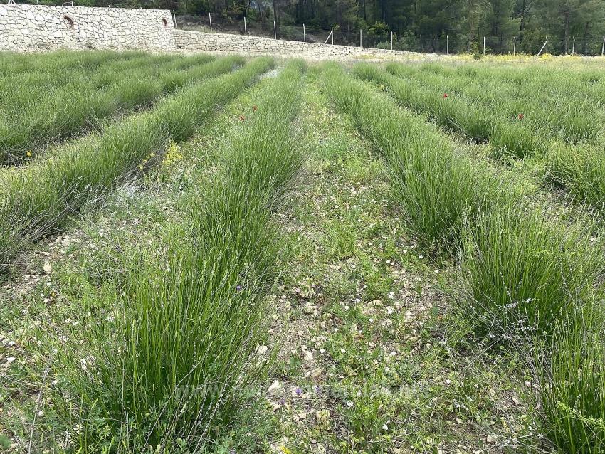 24.164 M² Freistehender Lavendelgarten Zum Verkauf In Çameli Gökçeyaka