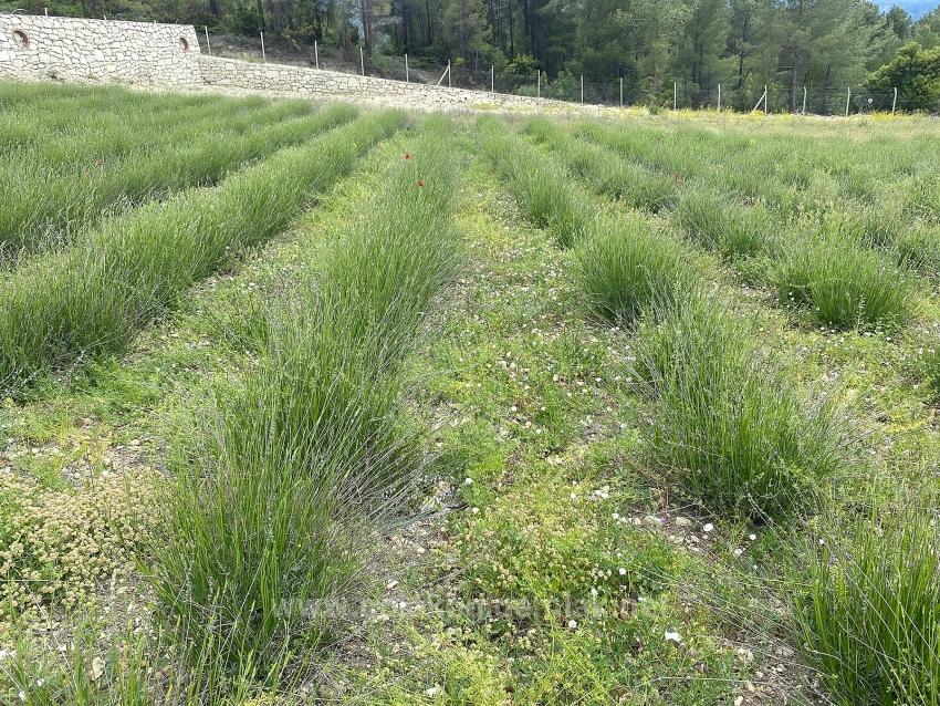 24.164 M² Freistehender Lavendelgarten Zum Verkauf In Çameli Gökçeyaka