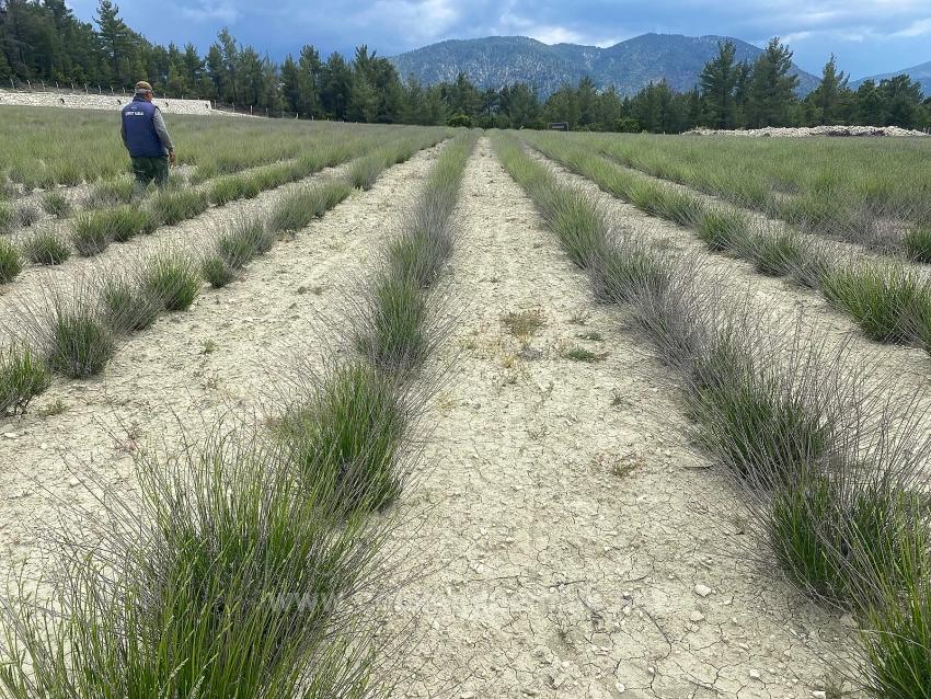 24.164 M² Freistehender Lavendelgarten Zum Verkauf In Çameli Gökçeyaka