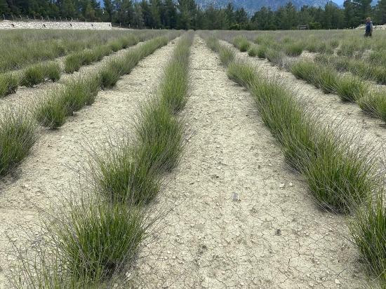 24.164 M² Freistehender Lavendelgarten Zum Verkauf In Çameli Gökçeyaka