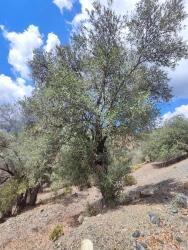 2.887 M² Freistehender Olivenhain Zum Verkauf In Fethiye Nif