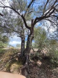 2.887 M² Freistehender Olivenhain Zum Verkauf In Fethiye Nif