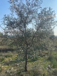 2.887 M² Freistehender Olivenhain Zum Verkauf In Fethiye Nif