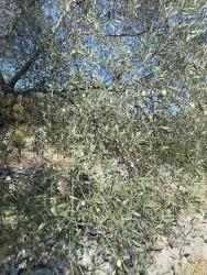 5.456 M² Freistehender Olivenhain Zum Verkauf Im Viertel Dalaman Kayadibi