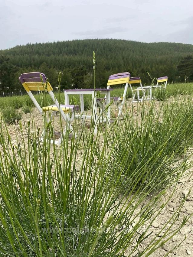 24.164M2 Detached Lavender Garden For Sale In Çameli Gökçeyaka