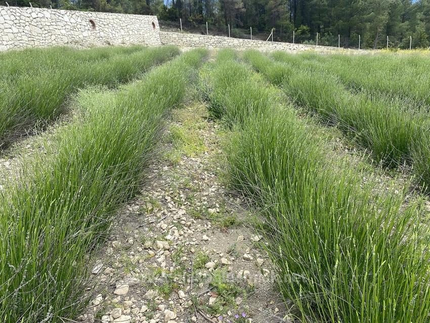 24.164M2 Detached Lavender Garden For Sale In Çameli Gökçeyaka