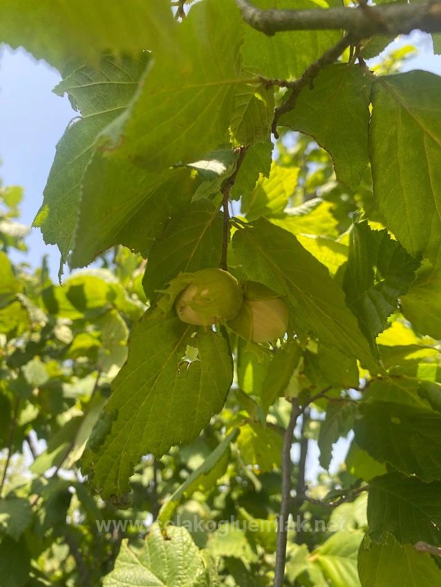 3+1 Detached House Farm With 15,000 M2 Garden For Sale In Çameli Center