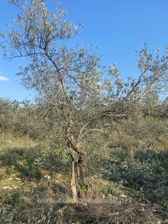 2.887M2 Detached Olive Grove For Sale In Fethiye Nif