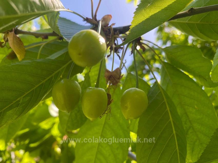 462M2 Detached Land With Title Deed And Zoning Permit For Sale In Nif Neighborhood, Fethiye