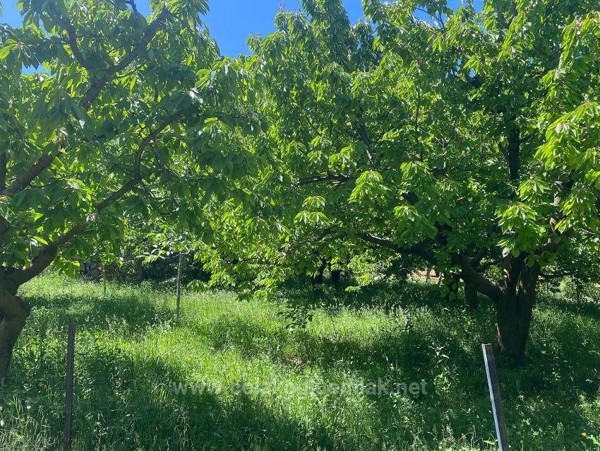 462M2 Detached Land With Title Deed And Zoning Permit For Sale In Nif Neighborhood, Fethiye