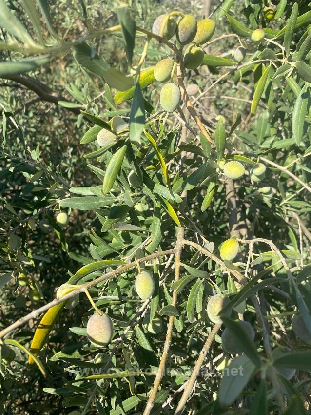 465M2 Detached Land For Sale In Dalaman Karacaağaç Neighborhood