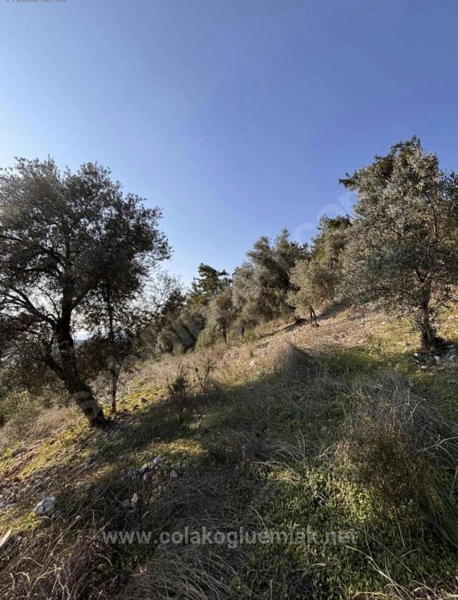 395M2 Field For Urgent Sale In Dalaman Kayadibi Neighborhood