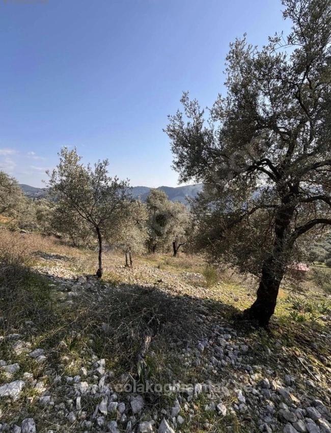 395M2 Field For Urgent Sale In Dalaman Kayadibi Neighborhood