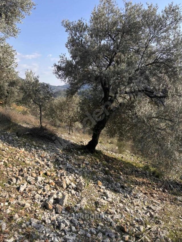 395M2 Field For Urgent Sale In Dalaman Kayadibi Neighborhood