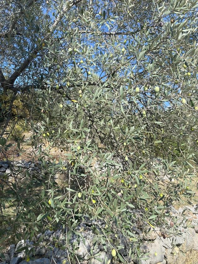 5.456M2 Detached Olive Grove For Sale In Dalaman Kayadibi Neighborhood