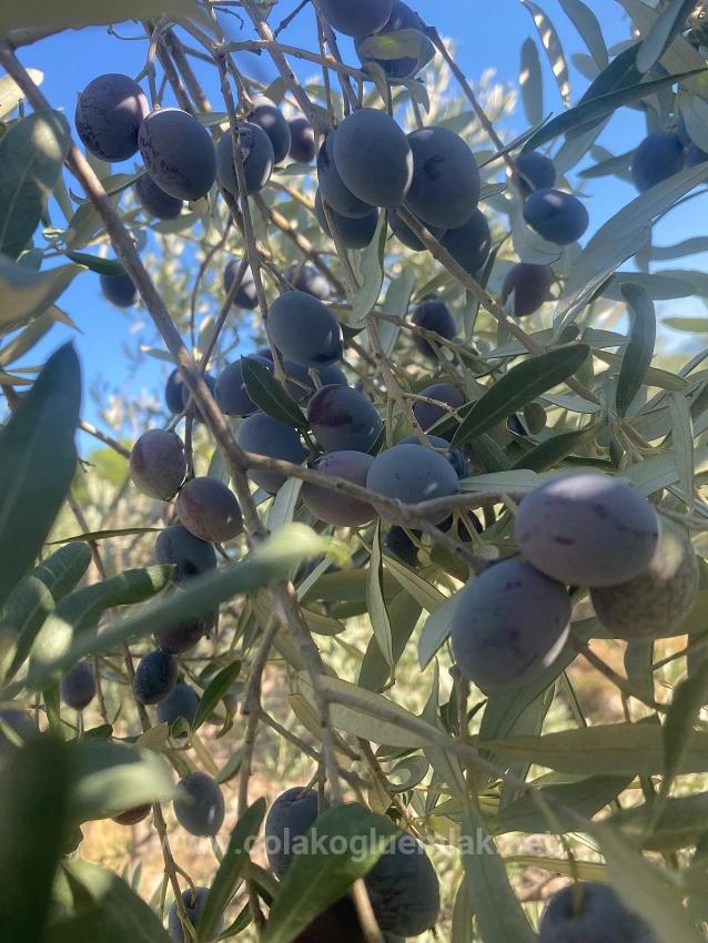 5.456M2 Detached Olive Grove For Sale In Dalaman Kayadibi Neighborhood