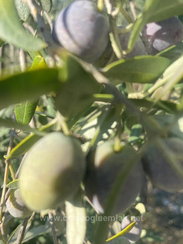 5.456M2 Detached Olive Grove For Sale In Dalaman Kayadibi Neighborhood