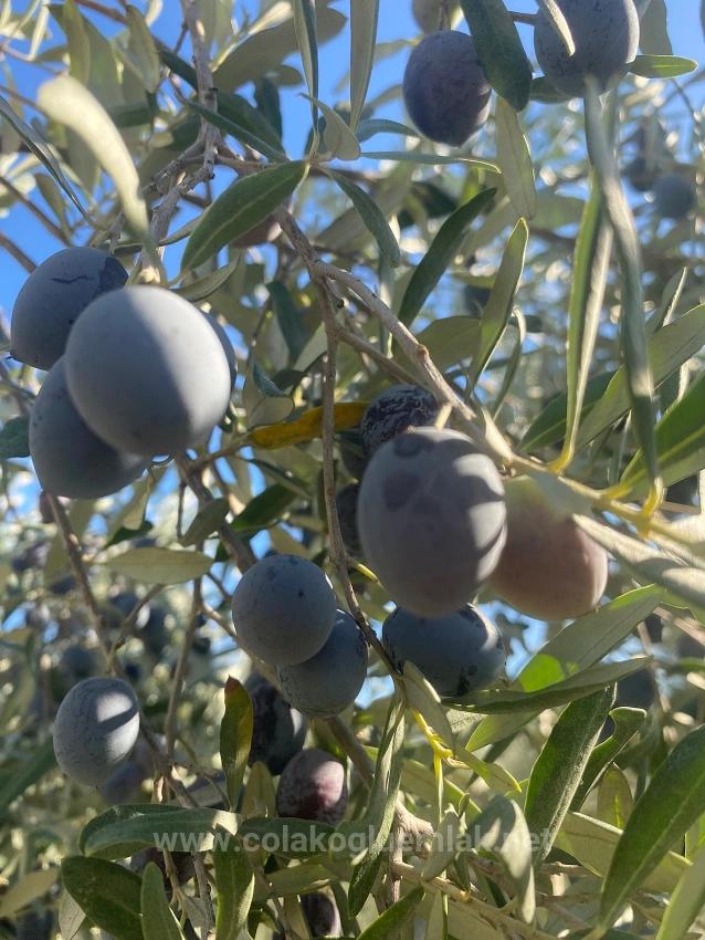 5.456M2 Detached Olive Grove For Sale In Dalaman Kayadibi Neighborhood