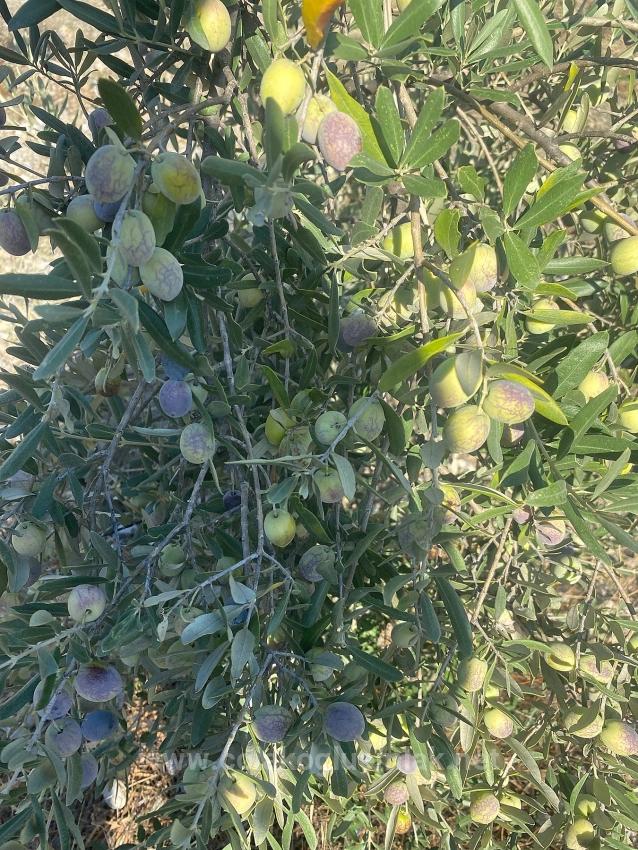 5.456M2 Detached Olive Grove For Sale In Dalaman Kayadibi Neighborhood