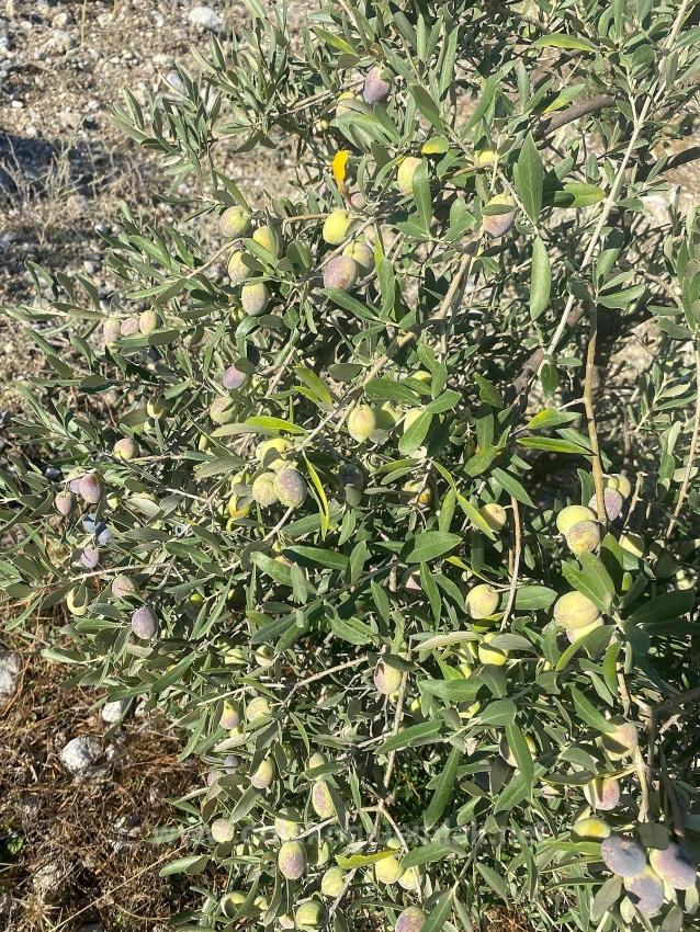 5.456M2 Detached Olive Grove For Sale In Dalaman Kayadibi Neighborhood