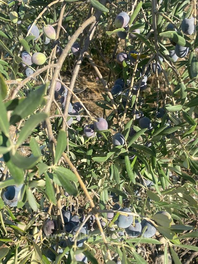 5.456M2 Detached Olive Grove For Sale In Dalaman Kayadibi Neighborhood