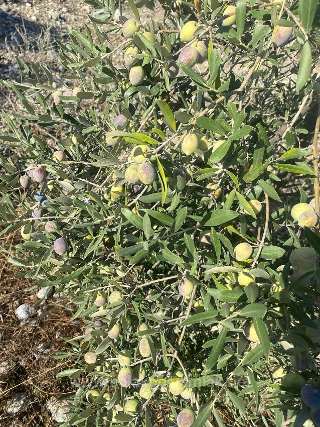 5.456M2 Detached Olive Grove For Sale In Dalaman Kayadibi Neighborhood