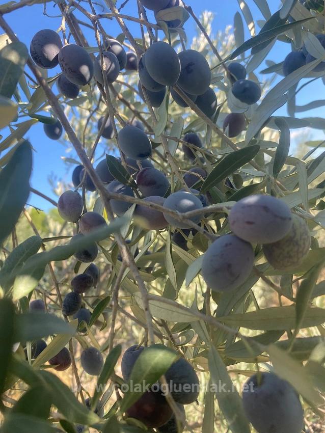 5.456M2 Detached Olive Grove For Sale In Dalaman Kayadibi Neighborhood