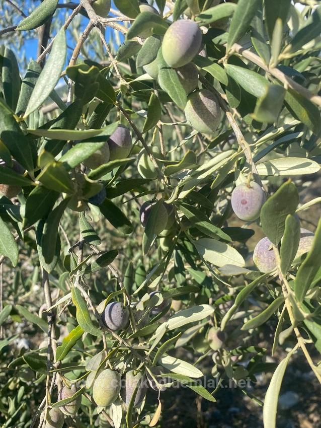 5.456M2 Detached Olive Grove For Sale In Dalaman Kayadibi Neighborhood