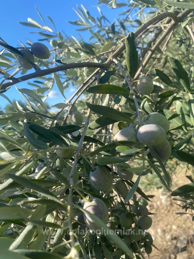 5.456M2 Detached Olive Grove For Sale In Dalaman Kayadibi Neighborhood