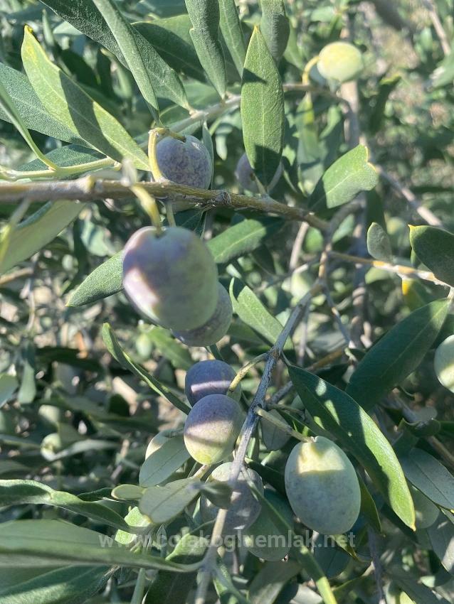 5.456M2 Detached Olive Grove For Sale In Dalaman Kayadibi Neighborhood