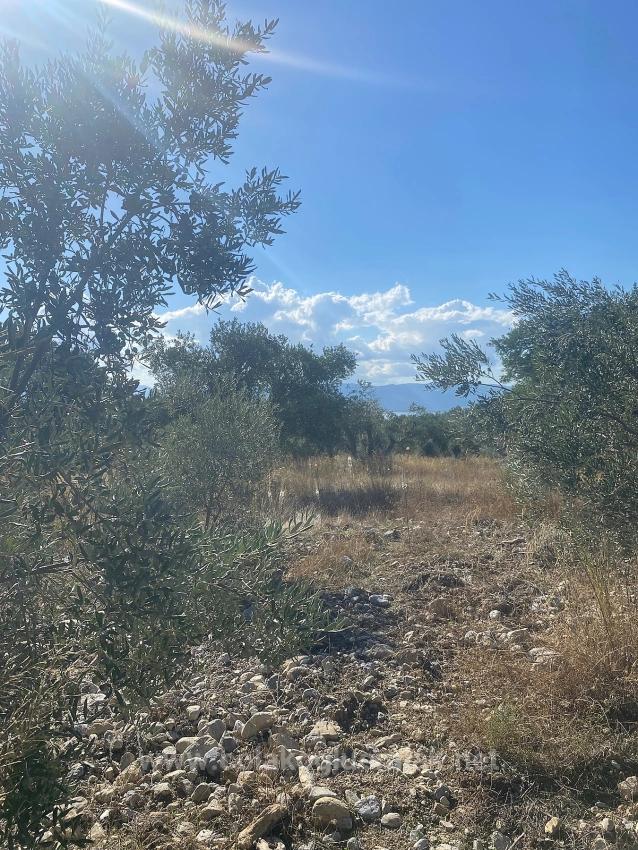 5.456M2 Detached Olive Grove For Sale In Dalaman Kayadibi Neighborhood
