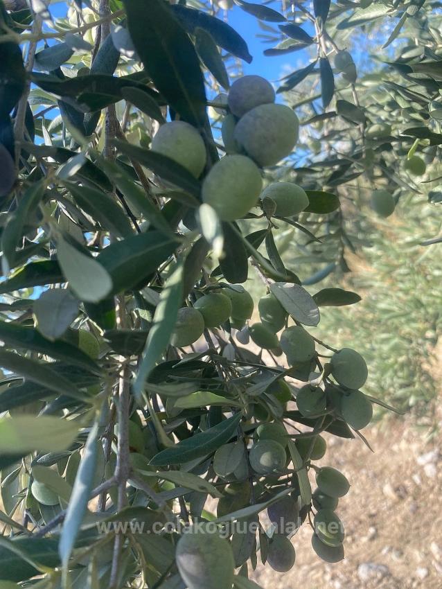 5.456M2 Detached Olive Grove For Sale In Dalaman Kayadibi Neighborhood