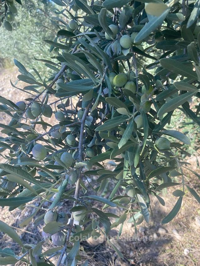 5.456M2 Detached Olive Grove For Sale In Dalaman Kayadibi Neighborhood