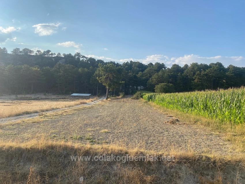 Bargain 1.356M2 Detached Land With Title Deed For Urgent Sale In Çameli Center