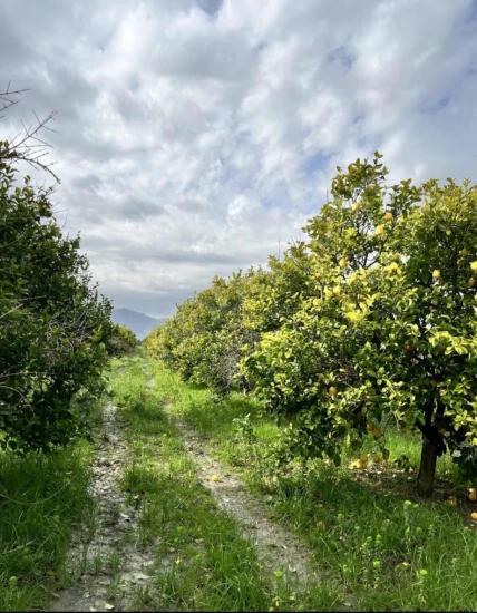 9.500 M² Citrus Garden For Sale In Tepearası