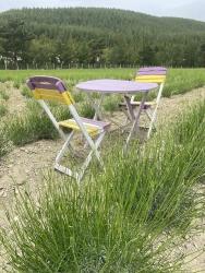 24.164M2 Detached Lavender Garden For Sale In Çameli Gökçeyaka