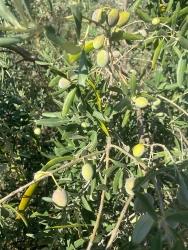 465M2 Detached Land For Sale In Dalaman Karacaağaç Neighborhood