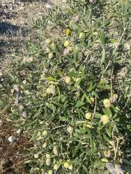 5.456M2 Detached Olive Grove For Sale In Dalaman Kayadibi Neighborhood