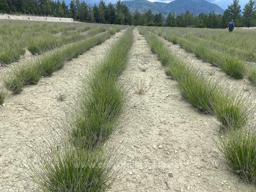 Çameli Gökçeyaka Satılık 24.164M2 Müstakil Tapulu Lavanta Bahçesi