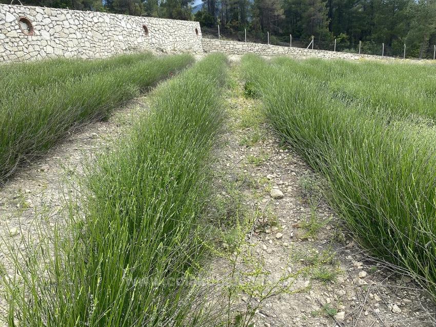 Çameli Gökçeyaka Satılık 24.164M2 Müstakil Tapulu Lavanta Bahçesi