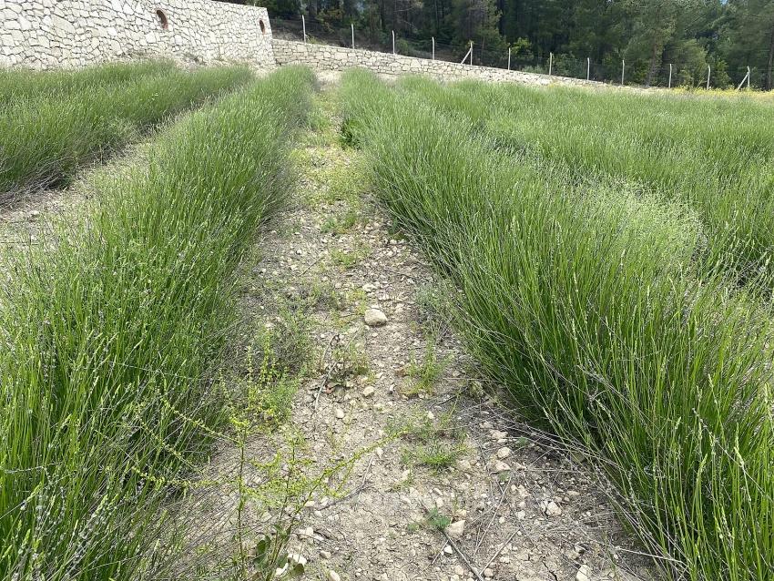 Çameli Gökçeyaka Satılık 24.164M2 Müstakil Tapulu Lavanta Bahçesi