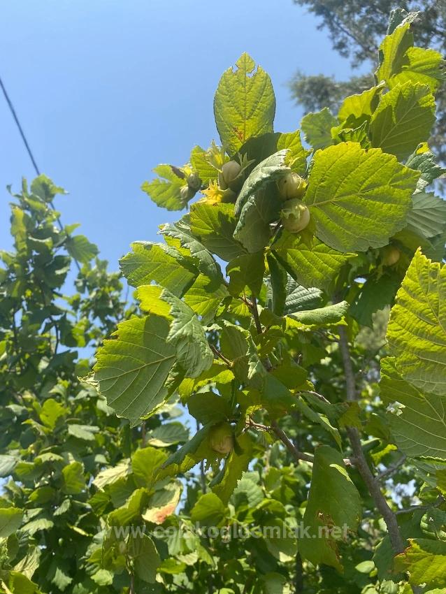 Çameli Merkezde Satılık 3+1 15.000M2 Bahçe İçinde Müstakil Ev Çiftlik