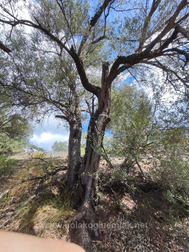 Fethiye Nif Satılık 2.887M2 Müstakil Tapulu Zeytinlik