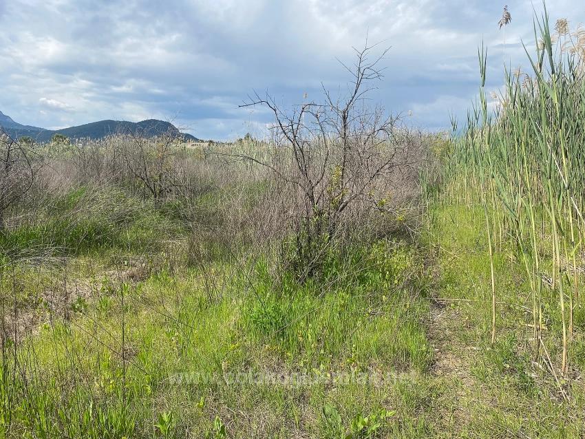 Ortaca Dalyan Mahallesi Satılık 23.990M2 Müstakil Tapulu Tarla