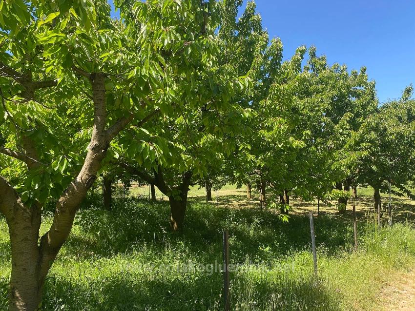 Fethiye Nif Mahallesi Satılık 462M2 Müstakil Tapulu İmarlı Arsa