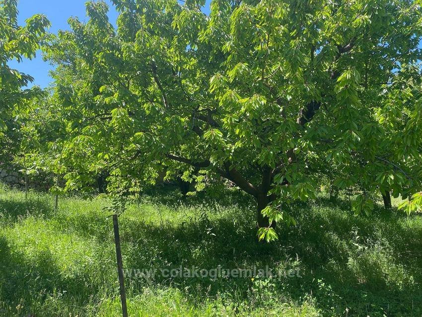 Fethiye Nif Mahallesi Satılık 462M2 Müstakil Tapulu İmarlı Arsa