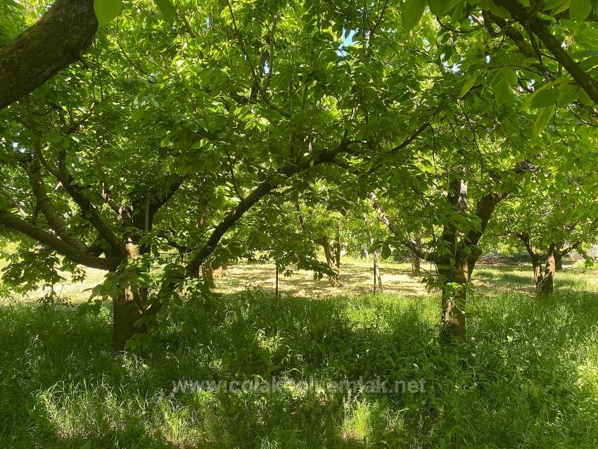 Fethiye Nif Mahallesi Satılık 462M2 Müstakil Tapulu İmarlı Arsa