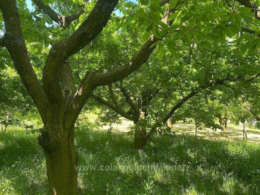 Fethiye Nif Mahallesi Satılık 462M2 Müstakil Tapulu İmarlı Arsa