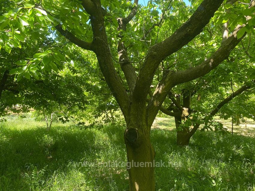 Fethiye Nif Mahallesi Satılık 462M2 Müstakil Tapulu İmarlı Arsa